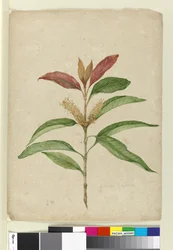 Xylomelum pyriforme, ca. 1803-06